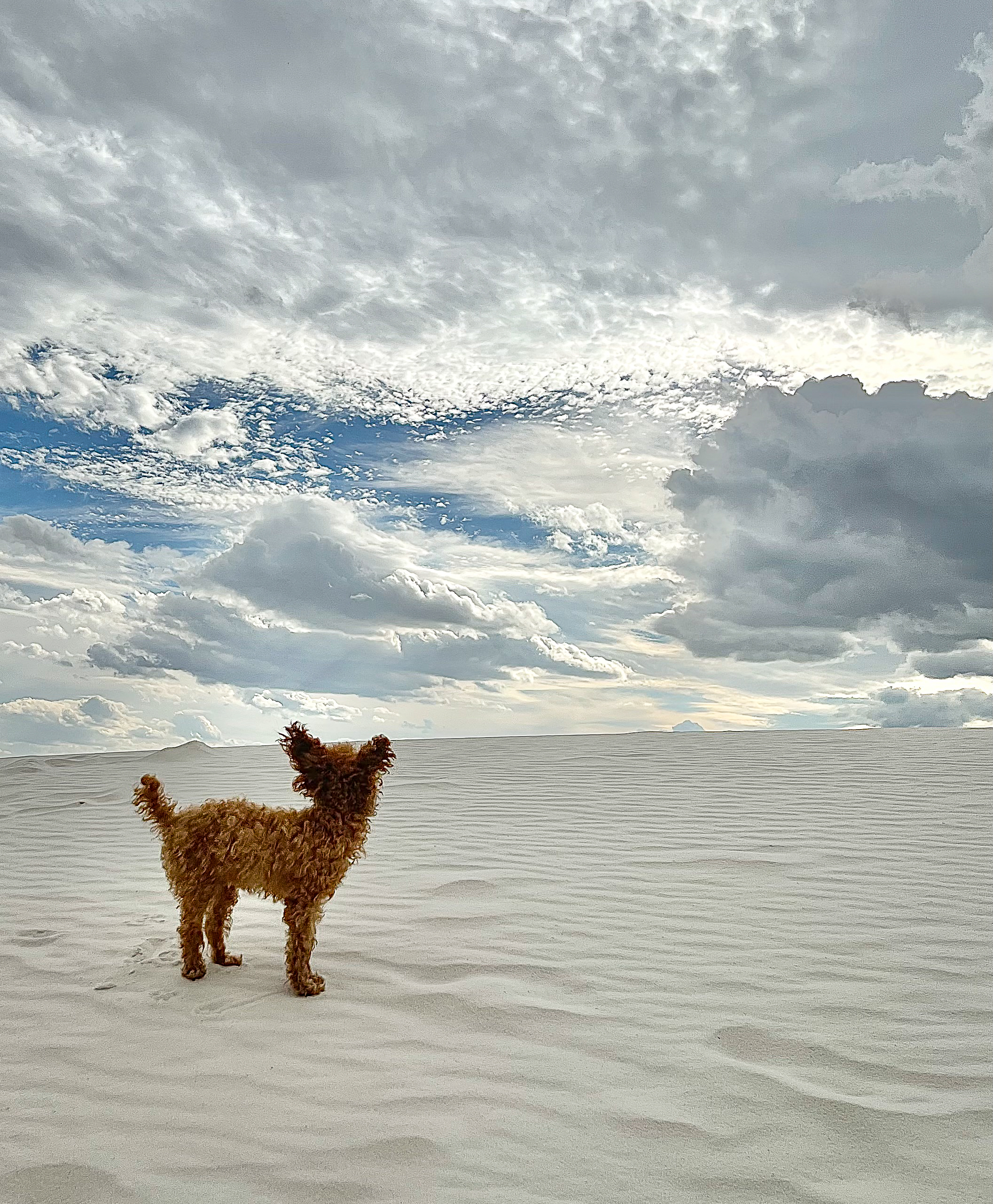 A small, curly-haired dog stands on a vast white sand landscape under a cloudy sky.