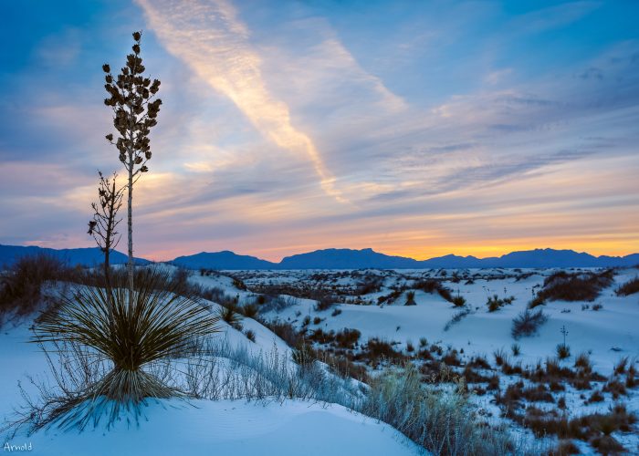 Desert landscape at sunset with a solitary plant in the foreground, rolling dunes covered in sand, and mountains silhouetted against a colorful sky.