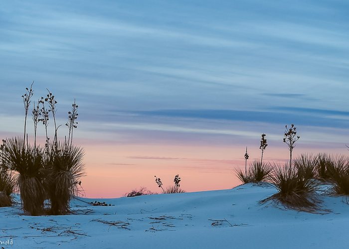 Desert landscape at sunrise with pale blue and pink sky, featuring sand dunes and sparse desert plants silhouetted in the foreground.